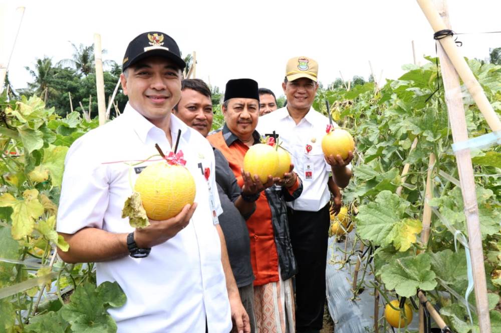 Bupati Tangerang Ahmed Zaki Iskandar saat mengikuti panen buah-buahan yang ditanam petani di Teluknaga, Kabupaten Tangerang, Rabu (23/1/2019).