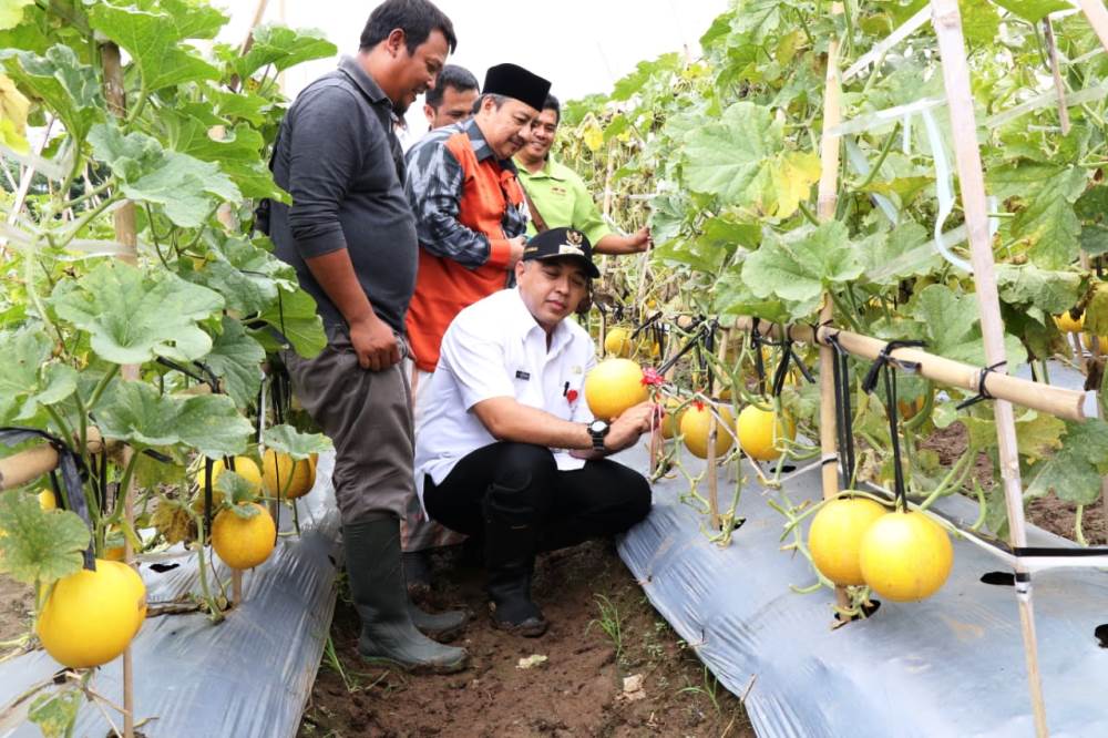 Bupati Tangerang Ahmed Zaki Iskandar saat mengikuti panen buah-buahan yang ditanam petani di Teluknaga, Kabupaten Tangerang, Rabu (23/1/2019).