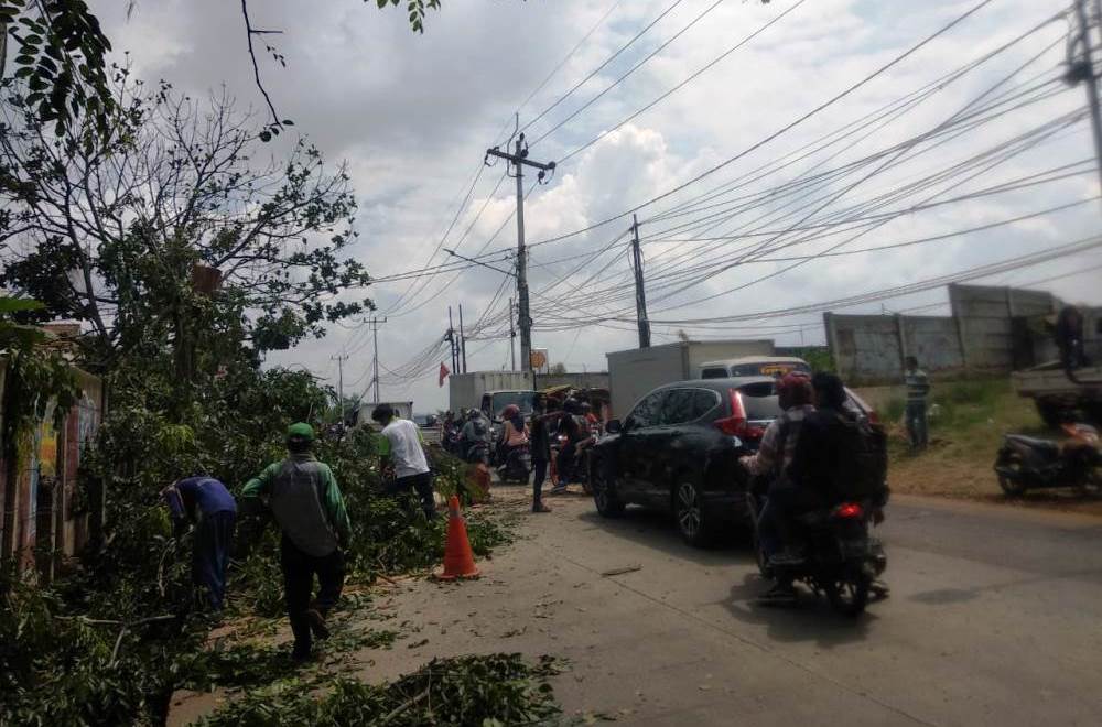 Tampak petugas dari Dinas Lingkungan Hidup (DLH) Tangerang Selatan menebang pohon-pohon yang dianggap rawan tumbang membahayakan bagi pengguna jalan.