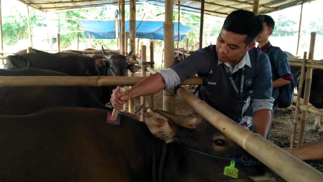 Petuags Dinas Ketahanan Pangan Pertanian dan Perikanan (DPK3) Kota Tangerang Selatan (Tangsel) saat mengecek kondisi hewan sapi di Jalan Ciater Raya, Kelurahan Rawa Mekar Jaya, Serpong Tangsel, Senin (29/7/219).