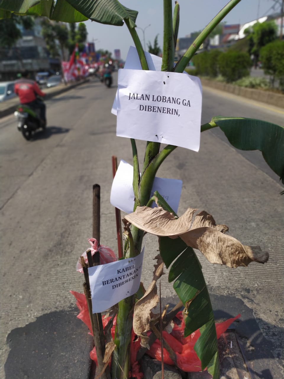 Tampak lubang besar yang berada di tengah Jalan Siliwangi, Pamulang, Tangerang Selatan dipasangi pohon pisang oleh sejumlah mahasiswa dan masyarakat Pamulang.