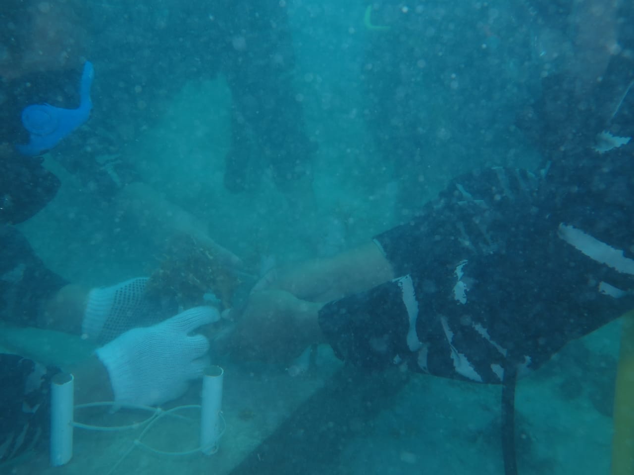 Tampak para penyelam menanam terumbu karang di dasar laut Pulau Sangiang, Banten.