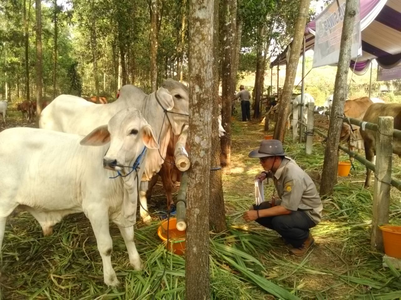 Kegiatan kontes sapi ternak di Lapangan Glupang, Desa Cileles, Kecamatan Tigaraksa, Kamis (26/9/2019).