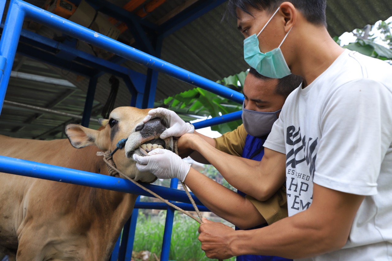 Petugas mengecek kondisi hewan kurban di salah satu lapak hewan kurban di Kota Tangerang.