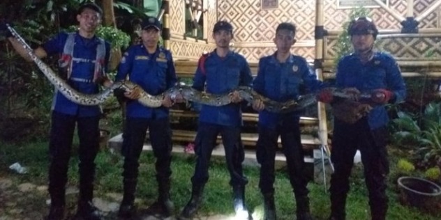 Seekor ular jenis Sanca sepanjang 5 Meter dievakuasi Unit Rescue Dinas Pemadam Kebakaran (Damkar) setempat.