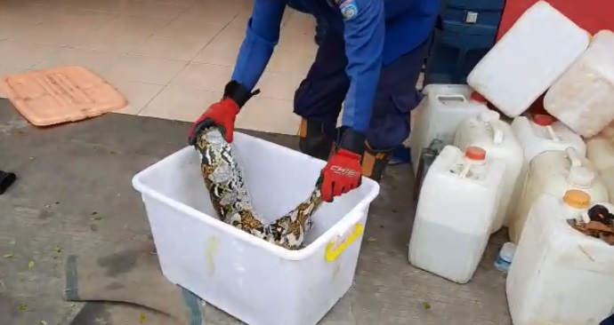 Screenshot atau tangkapan layar video ular sanca sepanjang 5 meter telah diamankan di Kantor Dinas Pemadam Kebakaran dan Penyelamatan Kota Tangerang Selatan, Serpong Utara, Tangsel.