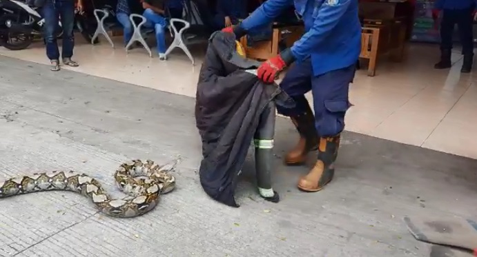 Screenshot atau tangkapan layar video ular sanca sepanjang 5 meter telah diamankan di Kantor Dinas Pemadam Kebakaran dan Penyelamatan Kota Tangerang Selatan, Serpong Utara, Tangsel.
