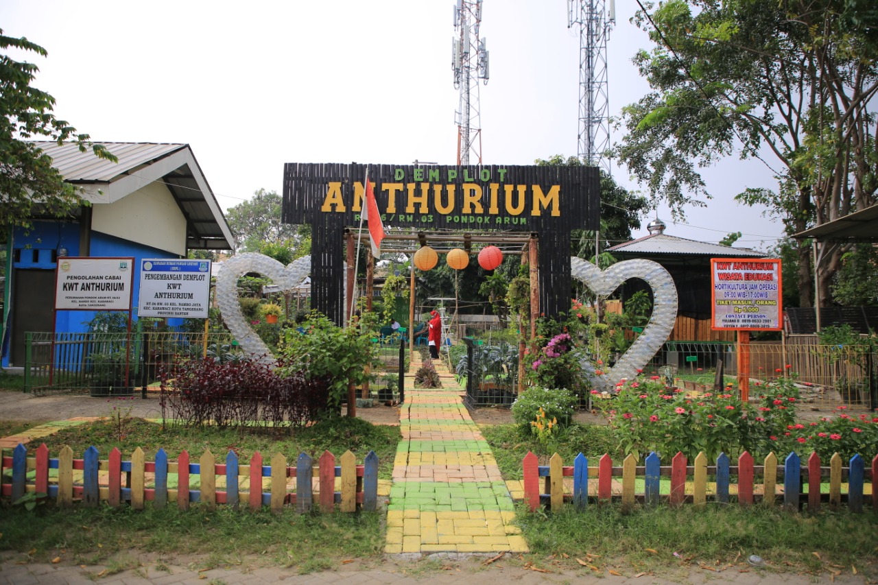 Tampak depan anthurium.