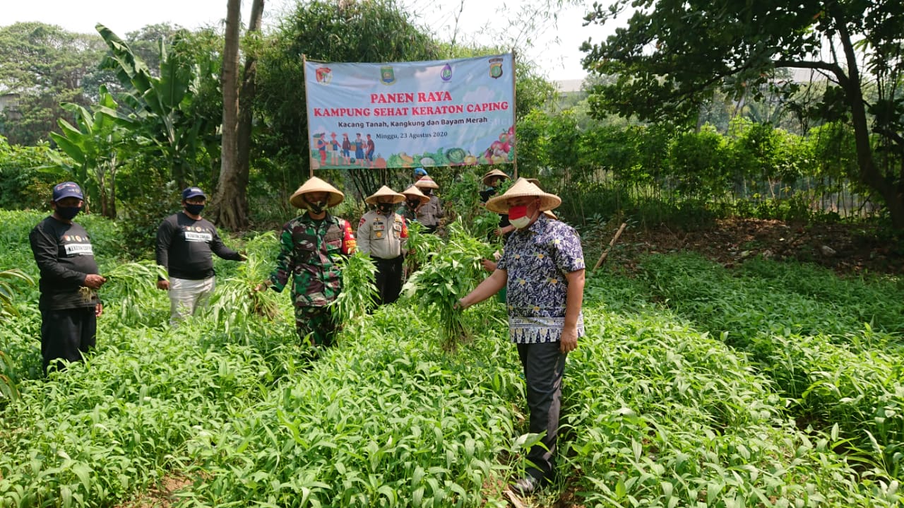 TNI-Polri dan perwakilan Pemerintah Kota Tangerang sedang memanen hasil tanaman di bantaran sungai Cisadane di Banksasuci, Cibodas, Kota Tangerang, Minggu (23/8/2020).