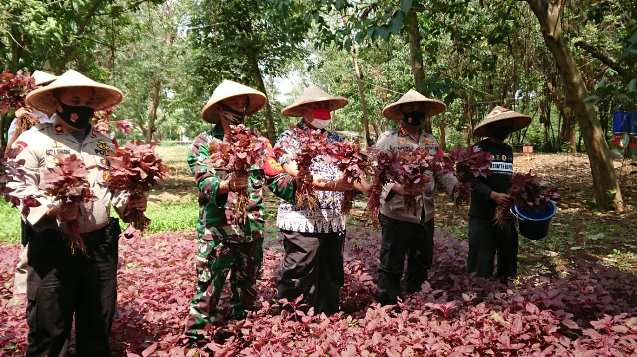 TNI-Polri dan perwakilan Pemerintah Kota Tangerang sedang memanen hasil tanaman di bantaran sungai Cisadane di Banksasuci, Cibodas, Kota Tangerang, Minggu (23/8/2020).