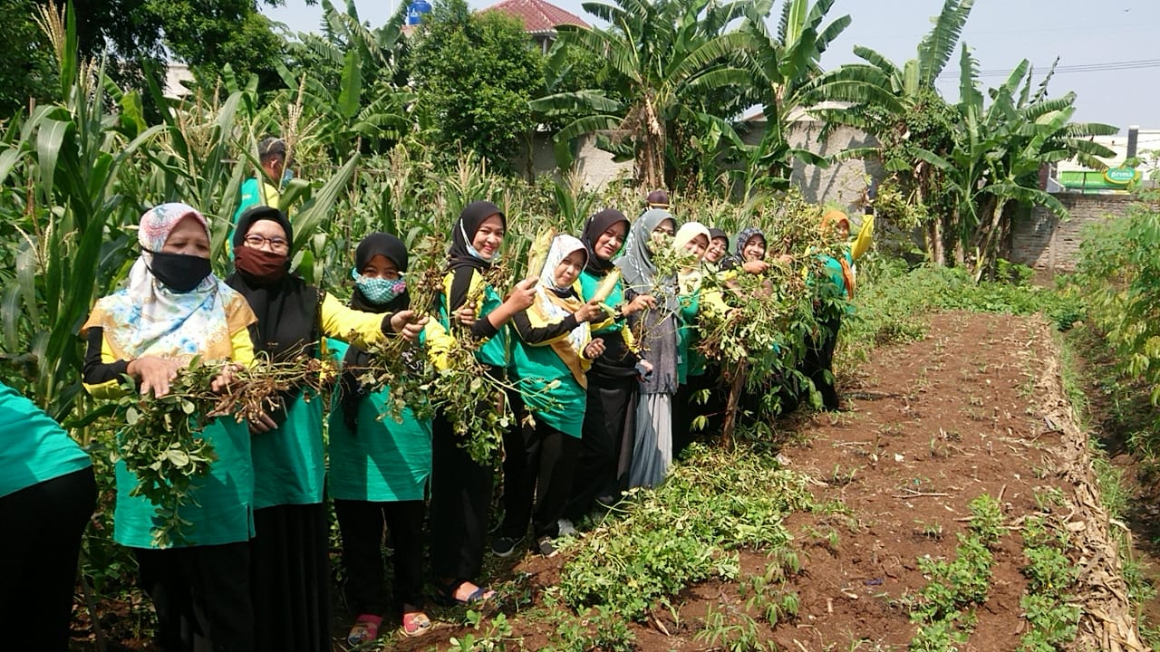 Kepala SMPN 25 Tangerang Bustami memperlihatkan jagung saat panen hortikultura di sekolahnya di Kecamatan Larangan, Kota Tangerang, Kamis (15/10/2020).