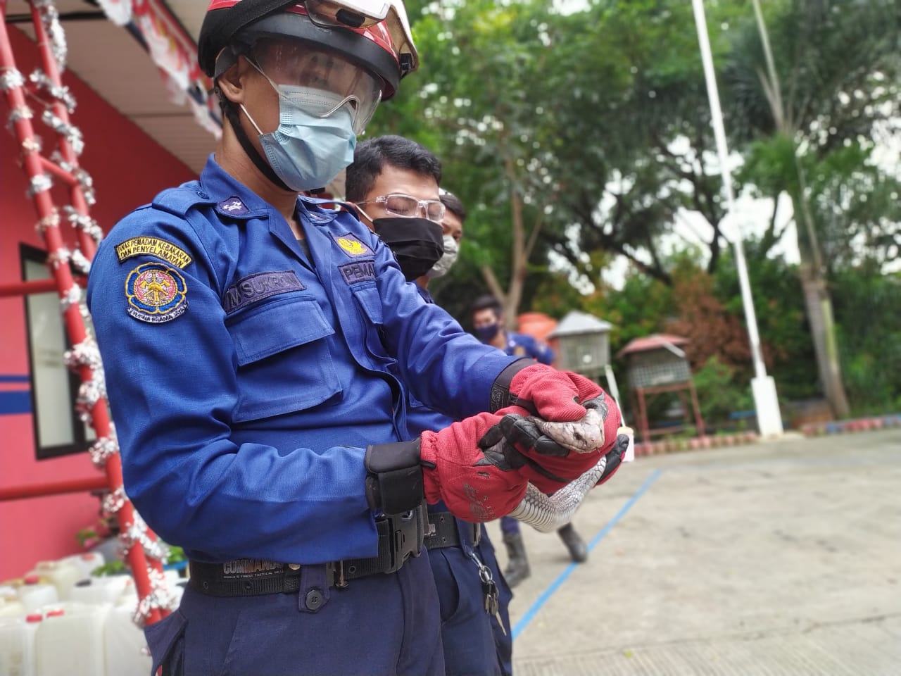 Petugas Pemadam Kebakaran (Damkar) Kota Tangerang Selatan (Tangsel) memegang seekor ular jenis kobra di Jalan Surya Kencana Gang Raden, Pamulang, Tangerang Selatan, Selasa (20/10/2020) dini hari.