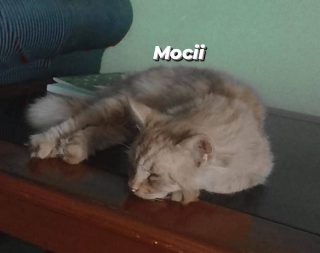 Seekor kucing yang sedang tidur.