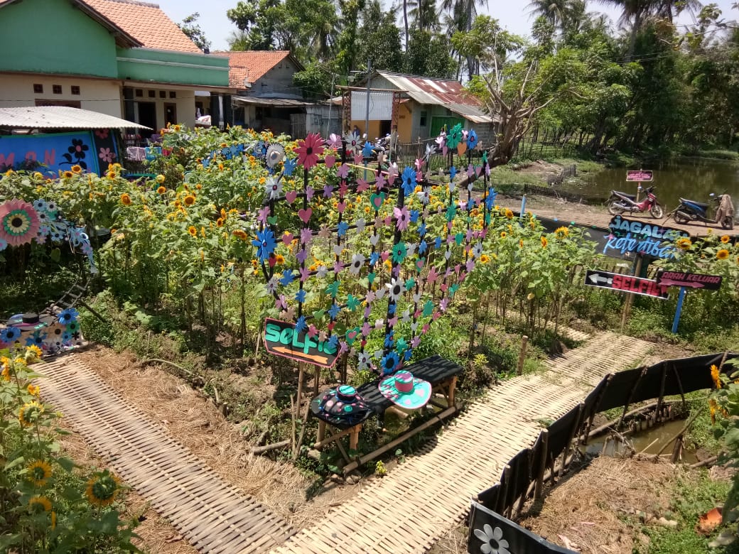 Wisata taman bunga matahari yang berlokasi di Kampung Pisangan, Desa Kayu Agung, Kecamatan Sepatan, Kabupaten Tangerang.