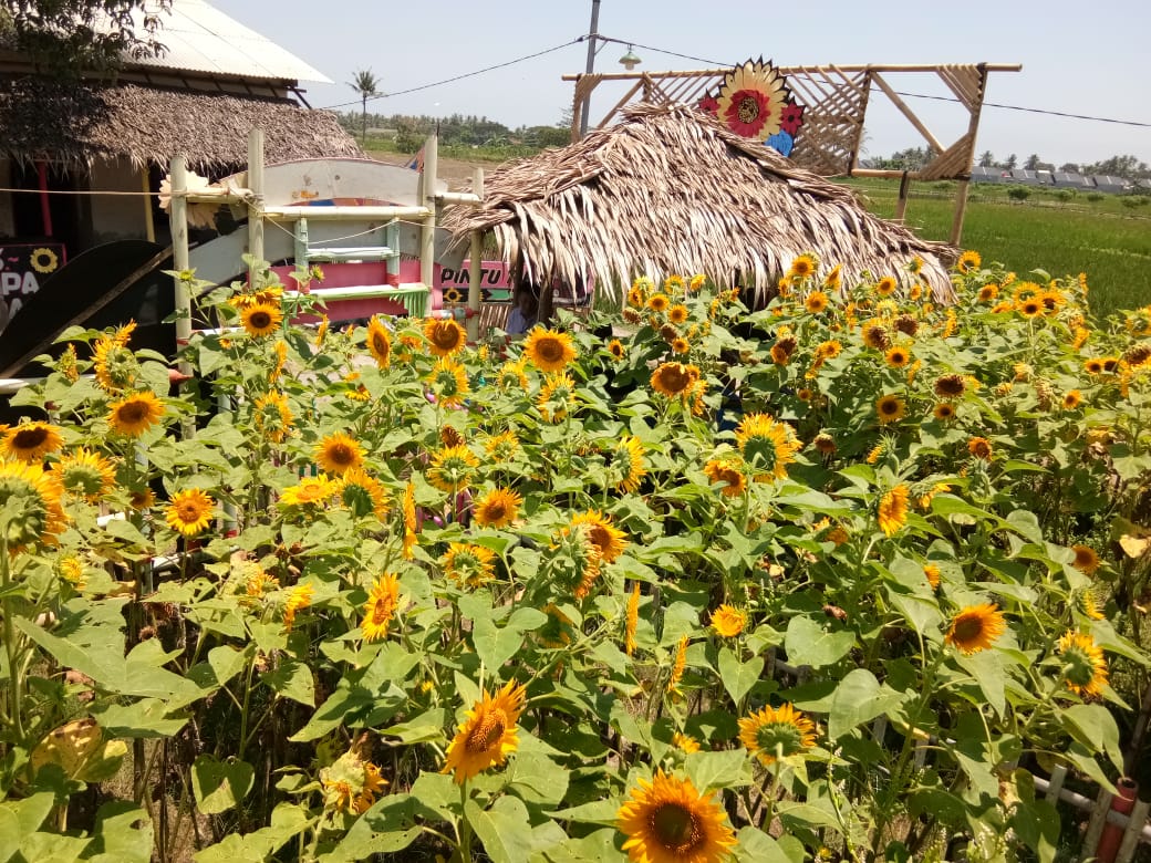 Wisata taman bunga matahari yang berlokasi di Kampung Pisangan, Desa Kayu Agung, Kecamatan Sepatan, Kabupaten Tangerang.