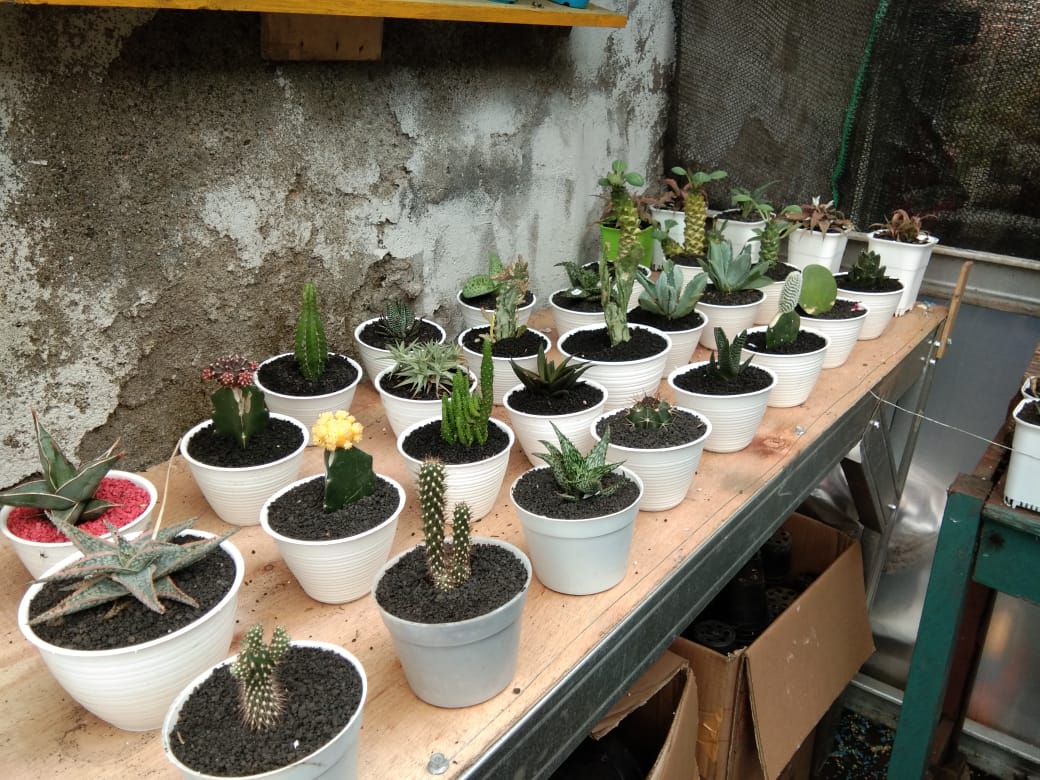 Berbagai jenis tanaman kaktus di Ciq's Rumah Kaktus Cikokol, Kota Tangerang, Minggu (4/4/2021).