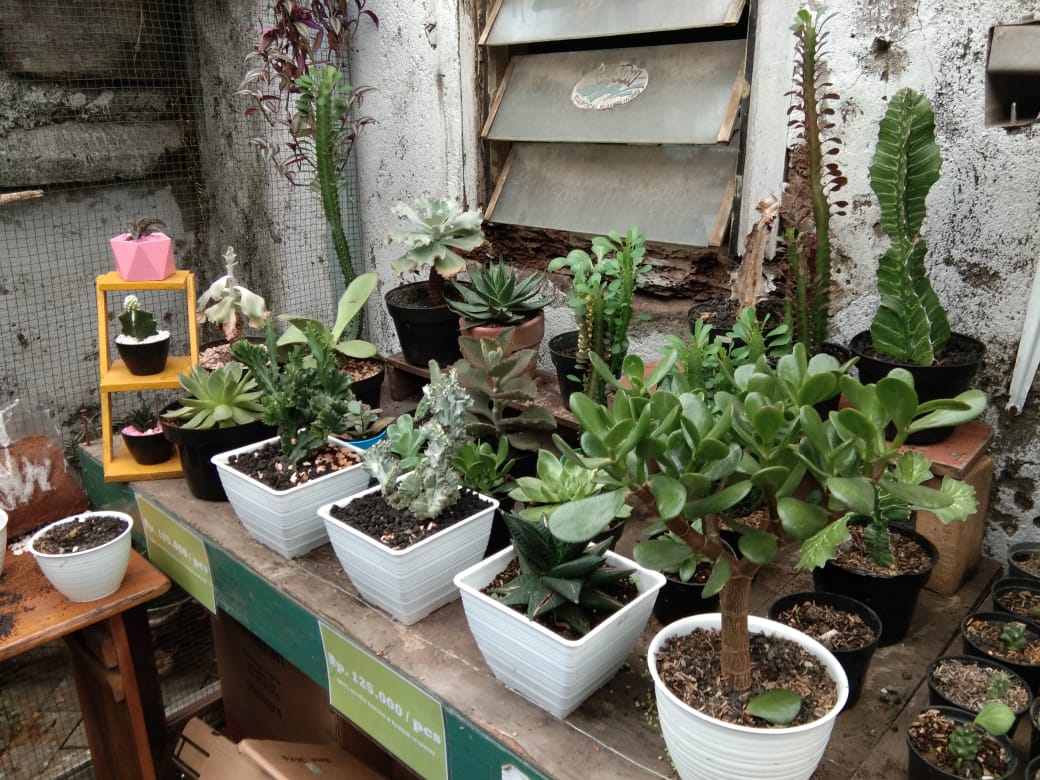 Berbagai jenis tanaman kaktus di Ciq's Rumah Kaktus Cikokol, Kota Tangerang, Minggu (4/4/2021).