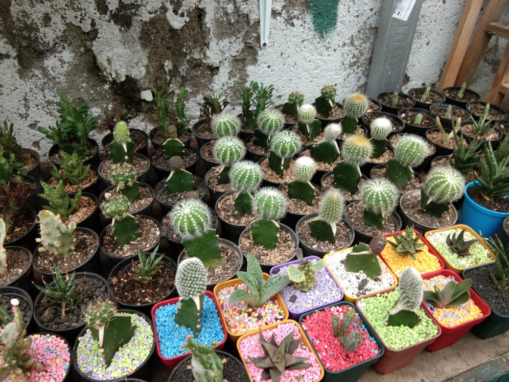 	Berbagai jenis tanaman kaktus di Ciq's Rumah Kaktus Cikokol, Kota Tangerang, Minggu (4/4/2021).