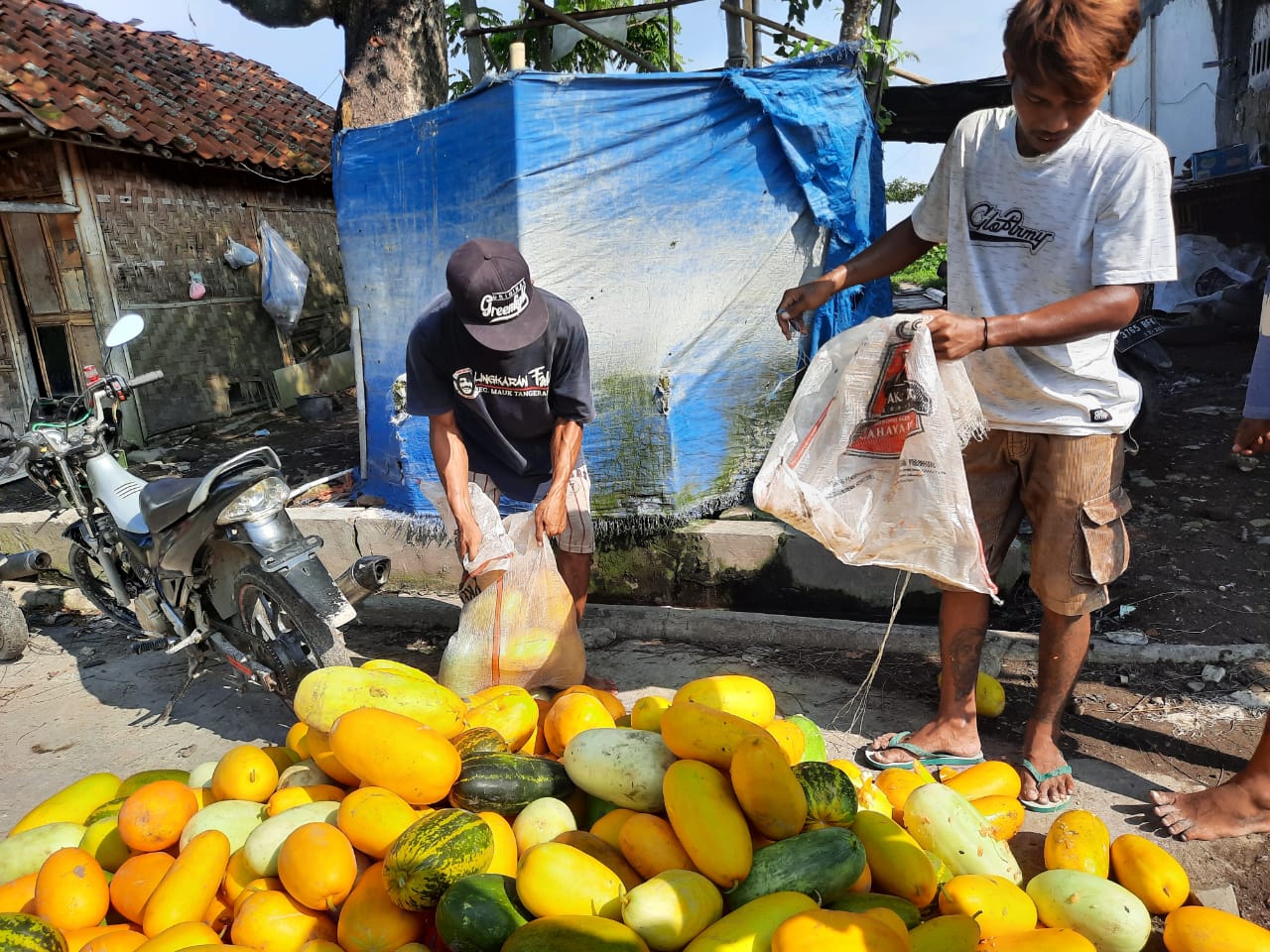 Kedua petani timun suri saat meletakkan buah timun suri yang berlokasi di Jalan Raya Mauk, Blok PK5, Mauk Timur, Kecamatan Mauk, Kabupaten Tangerang, Senin (12/04/2021).