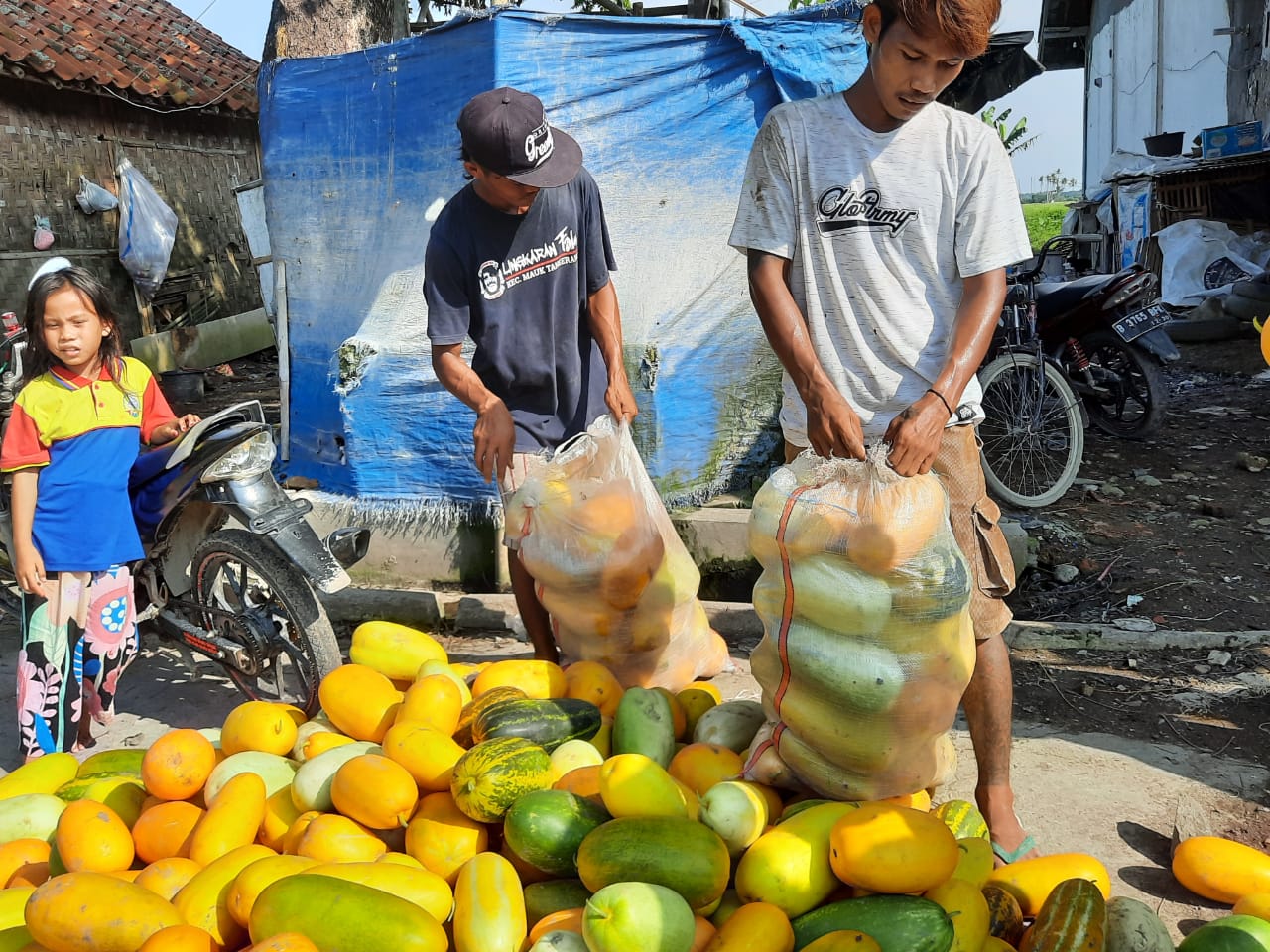 Kedua petani timun suri saat meletakkan buah timun suri yang berlokasi di Jalan Raya Mauk, Blok PK5, Mauk Timur, Kecamatan Mauk, Kabupaten Tangerang, Senin (12/04/2021).