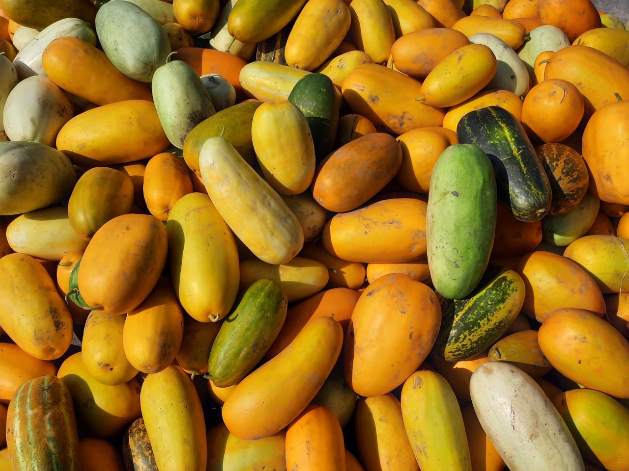 Buah Timun Suri.
