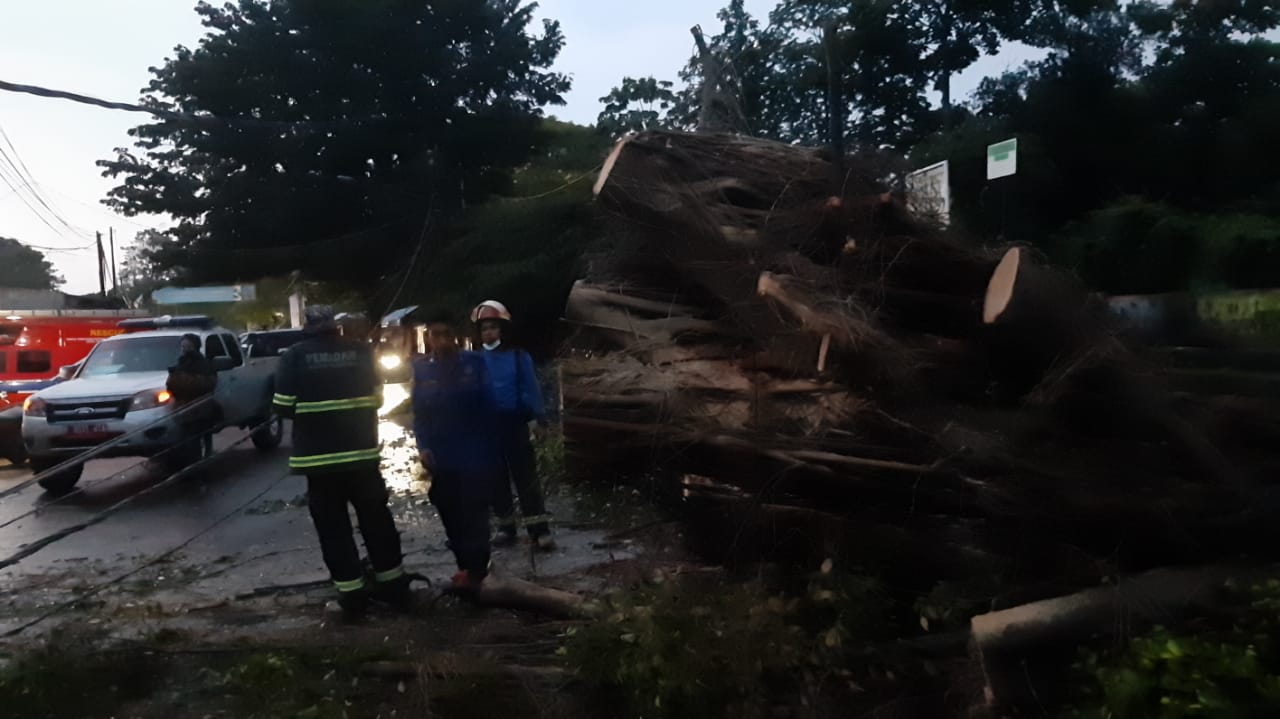 Pohon beringin berukuran besar yang terletak tepat di Danau Sasak Tinggi, Jalan Pajajaran, Pamulang, Tangerang Selatan, roboh hingga menutupi jalan, Kamis (6/5/2021).