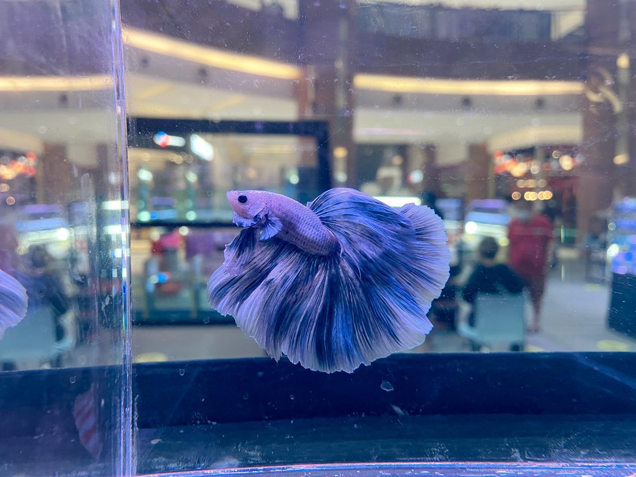 Ikan Cupang.