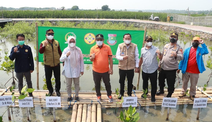 Kegiatan menanam 1.000 bibit pohon mangrove dalam program Pengabdian Kepada Masyarakat (PKM), di Kampung Urban Akuakultur Ketapang, Kecamatan Mauk, Kabupaten Tangerang, Minggu 6 Juni 2021.