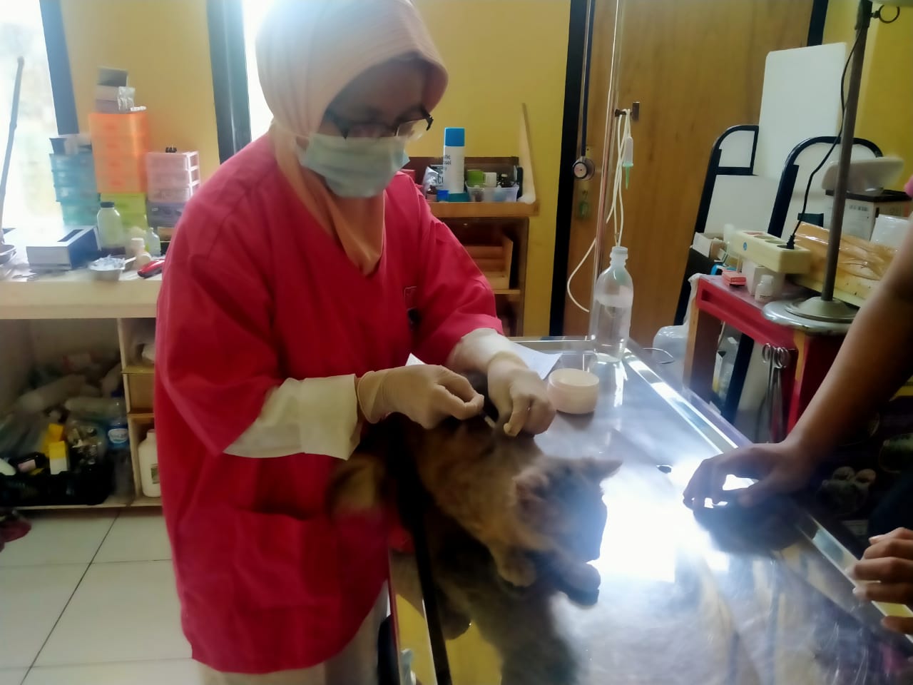 Unit Pelaksana Teknis Daerah (UPTD) Pusat Kesehatan Hewan (Puskeswan) melayani cek kesehatan hewan kucing di Jalan Parahu, Kecamatan Sukamulya, Kabupaten Tangerang, Rabu 16 Juni 2021.