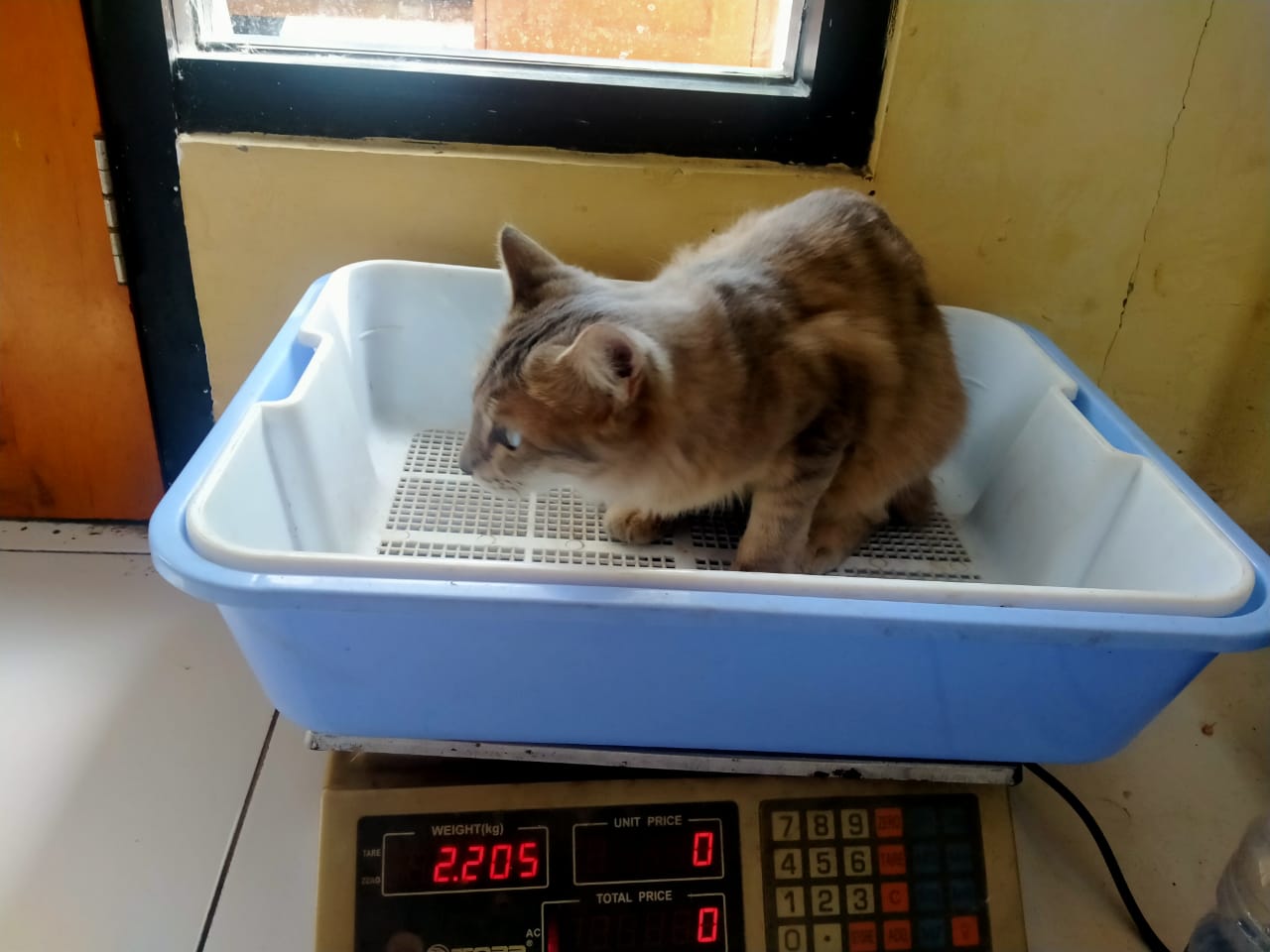 Seekor hewan jenis kucing.