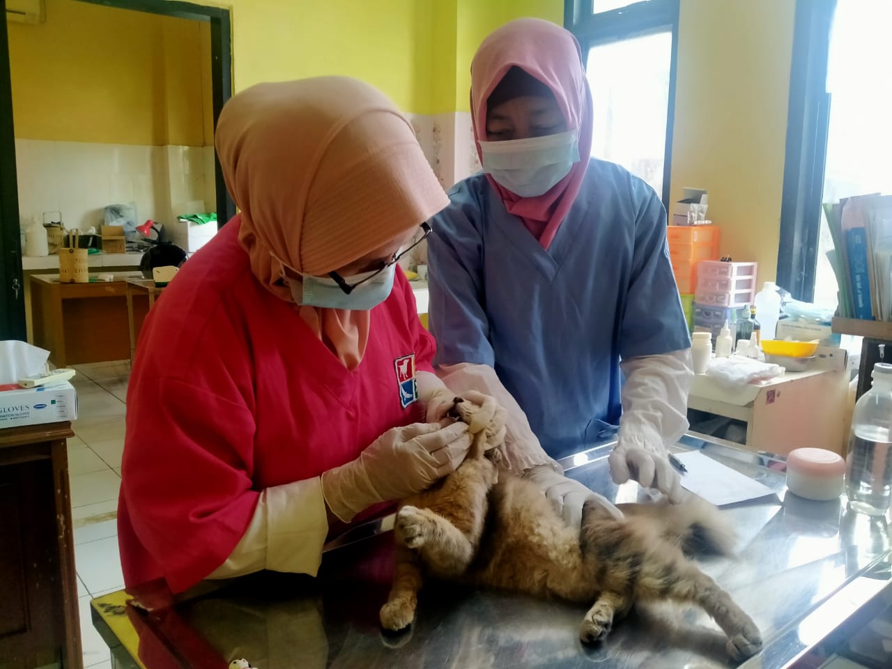 Unit Pelaksana Teknis Daerah (UPTD) Pusat Kesehatan Hewan (Puskeswan) melayani cek kesehatan hewan kucing di Jalan Parahu, Kecamatan Sukamulya, Kabupaten Tangerang, Rabu 16 Juni 2021.