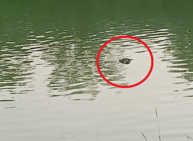 Sesosok mayat laki - laki terapung di bibir Sungai Cisadane, Jumat 25 Juni 2021.