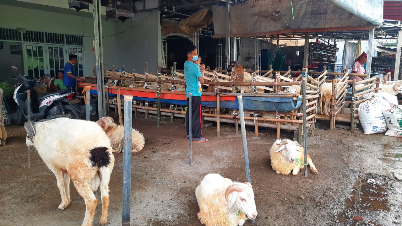 Hewan kurban siap untuk di jual di Jalan Raya Padat Karya Kelurahan Sukamulya, Kecamatan Cikupa, Kabupaten Tangerang.
