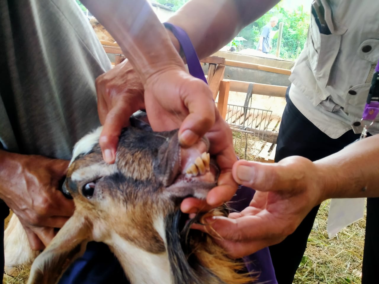 Dinas Pertanian dan Ketahanan Pangan (DPKP) melakukan pengecekan kesehatan pada hewan kurban secara serentak di 29 kecamatan, Selasa 13 Juli 2021.
