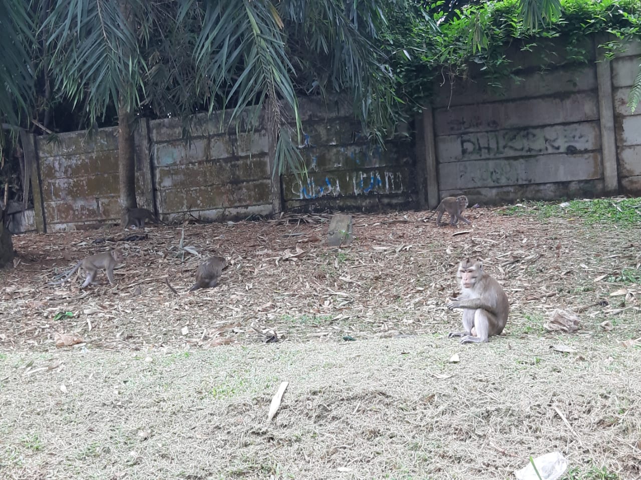Kawanan monyet liar dengan jumlah cukup banyak, tampak di sisi Jalan Raya Serpong,tepatnya di kawasan Puspiptek, Muncul, Setu, Tangerang Selatan, Senin, 16 Agustus 2021 siang.
