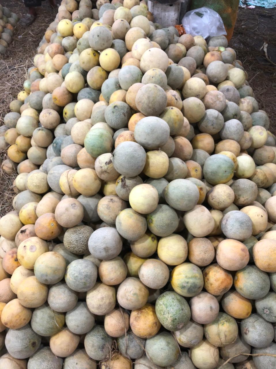 Sejumlah tumpukan buah melon siap untuk di jual.