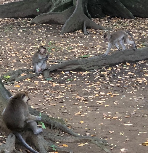 Sejumlah hewan liar jenis monyet berada diarea wisata alam Kawasan Hutan Monyet Solear di Jalan Cidahu, Kopo, Kecamatan Solear, Kabupaten Tangerang.