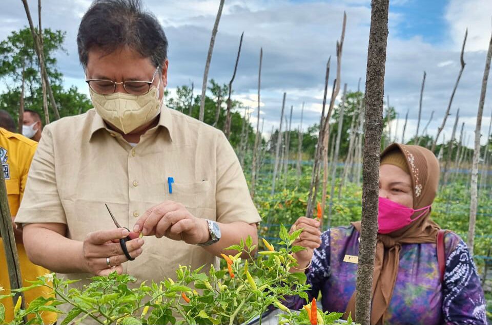 Menteri Koordinator Bidang Perekonomian Airlangga Hartarto saat memanen cabai dengan pemilik perkebunan cabai.