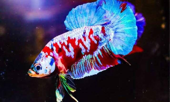 Ikan Cupang.