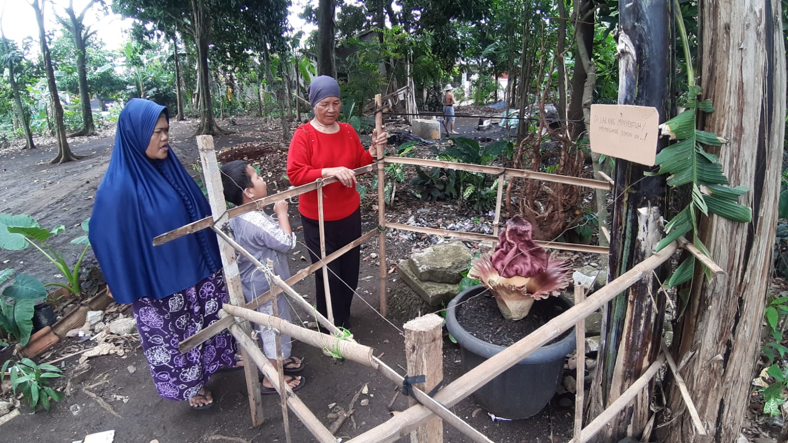 Bunga bangkai jenis suweg tumbuh mekar di pekarangan rumah warga yang berlokasi di Jalan Lurah RT 03/03, Pondok Benda, Pamulang, Tangerang Selatan.