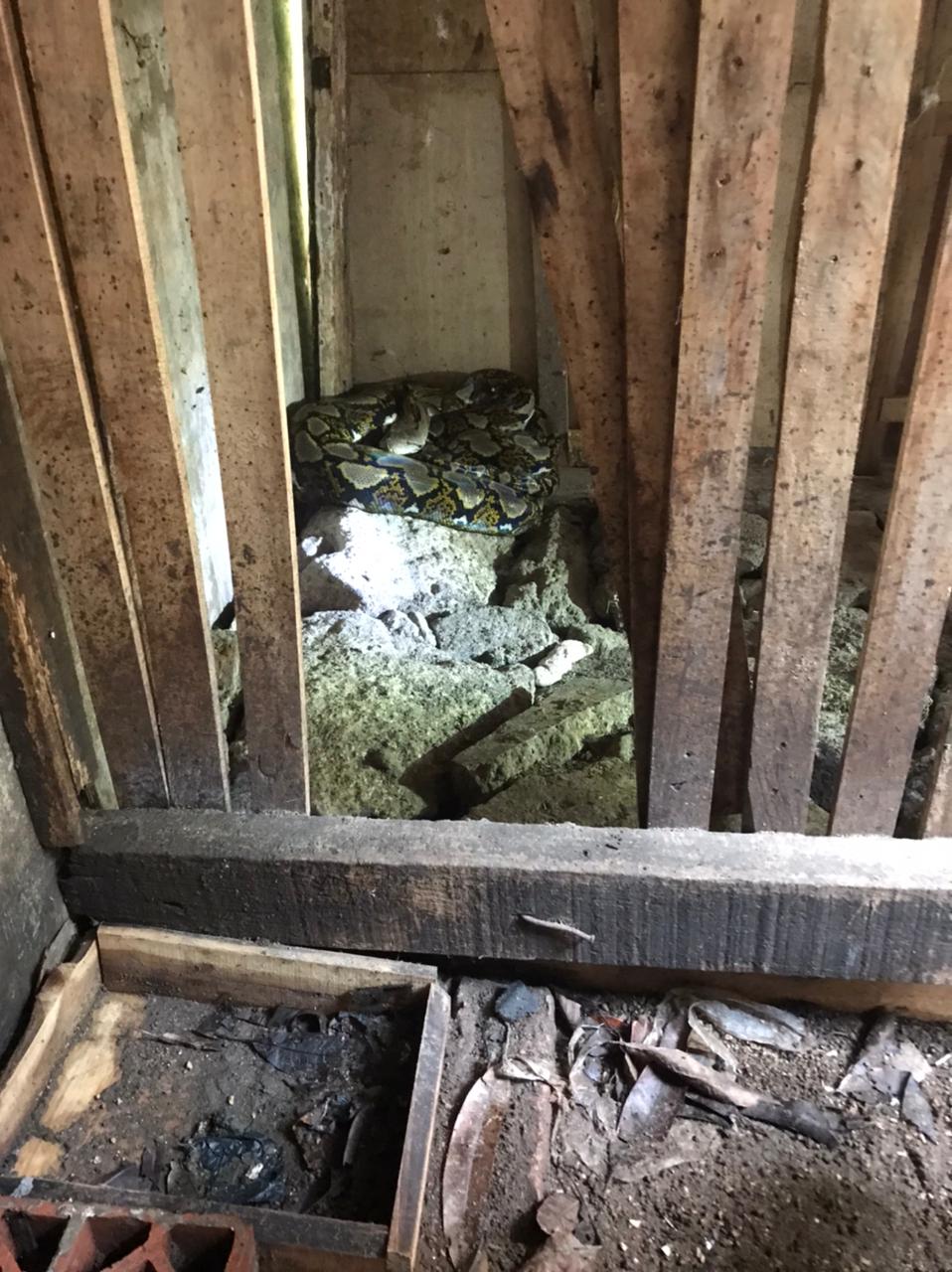 	seekor ular jenis piton sepanjang lebih dari 3 meter, bersembunyi di kandang ayam pada Selasa, 2 Oktober 2021.