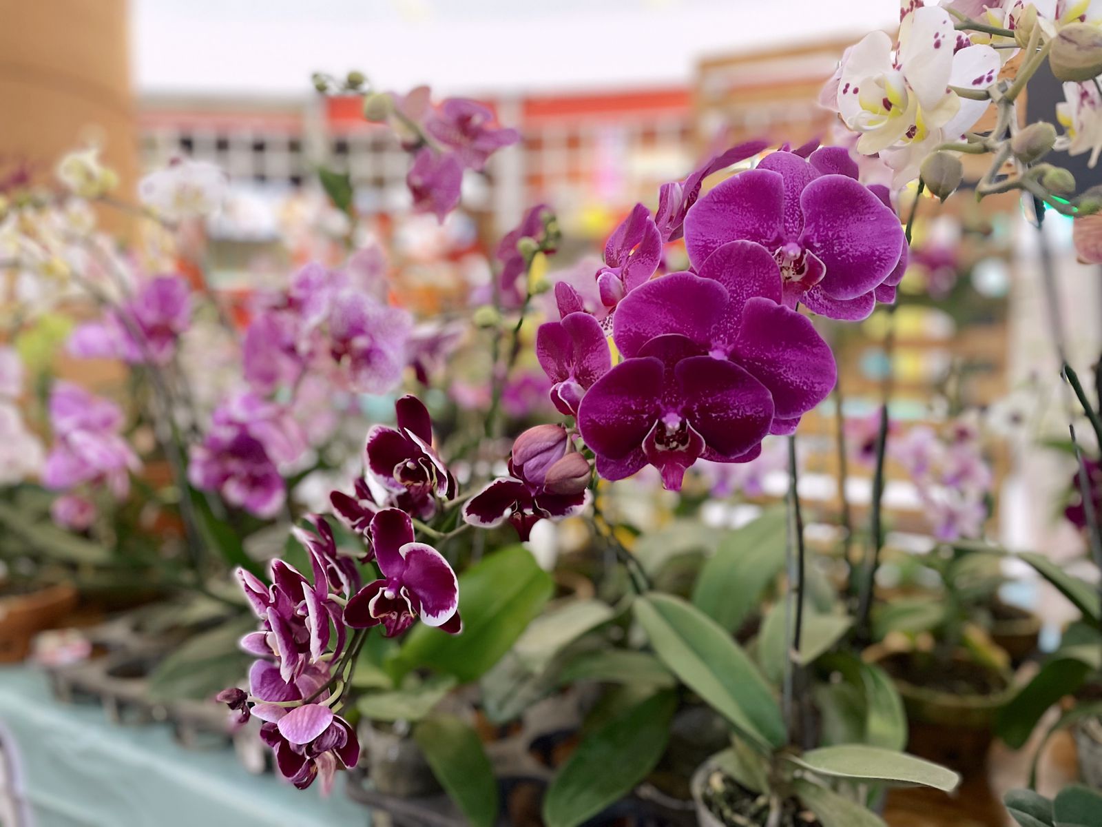 Tumbuhan dan tanaman hias, Summarecon Mall Serpong (SMS) kembali menghadirkan Urban Garden.