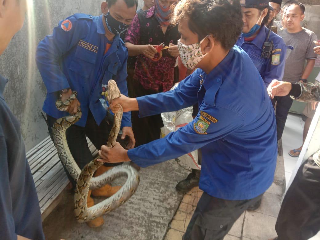 Petugas BPBD Kota Tangerang saat mengevakuasi hewan buas jenis ular sanca, Senin 22 November 2021.