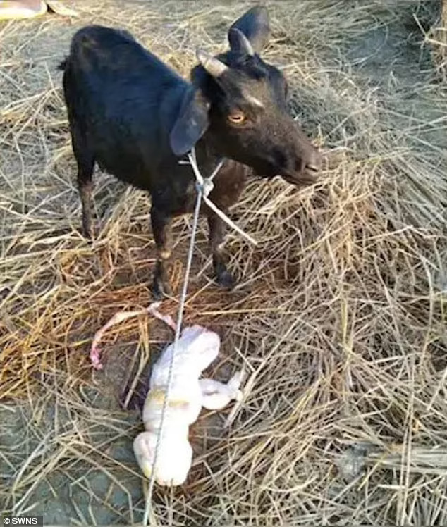Seekor anak kambing menghebohkan warga di Gangapur, Negara Bagian Assam, India, berwajah mirip Manusia.