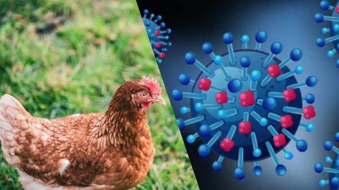 DPKP Tangerang Regency Beware of Bird Flu Virus Spread