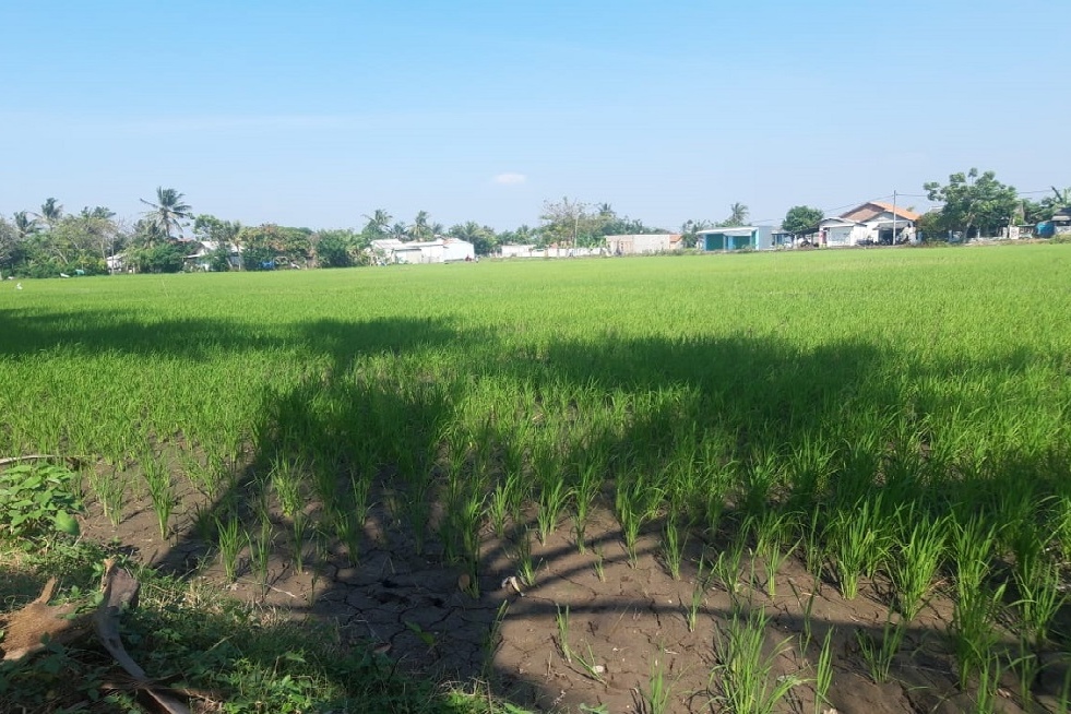 Ribu Hektare Persawahan Di Kabupaten Tangerang Dipetakan Untuk