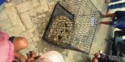 Heboh! Ular Sanca & Puluhan Telurnya Gegerkan Pekerja Proyek di Serpong