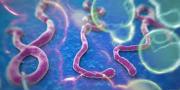 Angkasa Pura II dan Kantor Kesehatan Pelabuhan Cegah Virus Ebola Masuk ke RI 