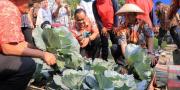 Manfaatkan Lahan Kosong, Warga Kelurahan Nambo Jaya Panen Sayur