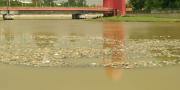 TPA Cipeucang Longsor, Sungai Cisadane Digenangi Sampah